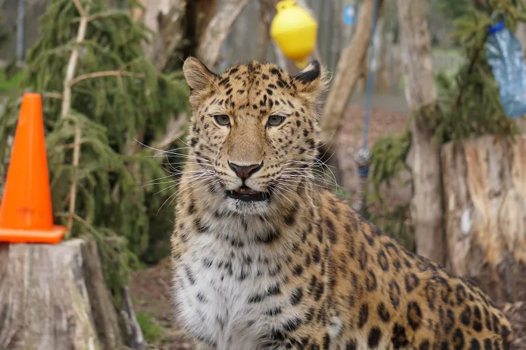 Amuuri lumeleopard