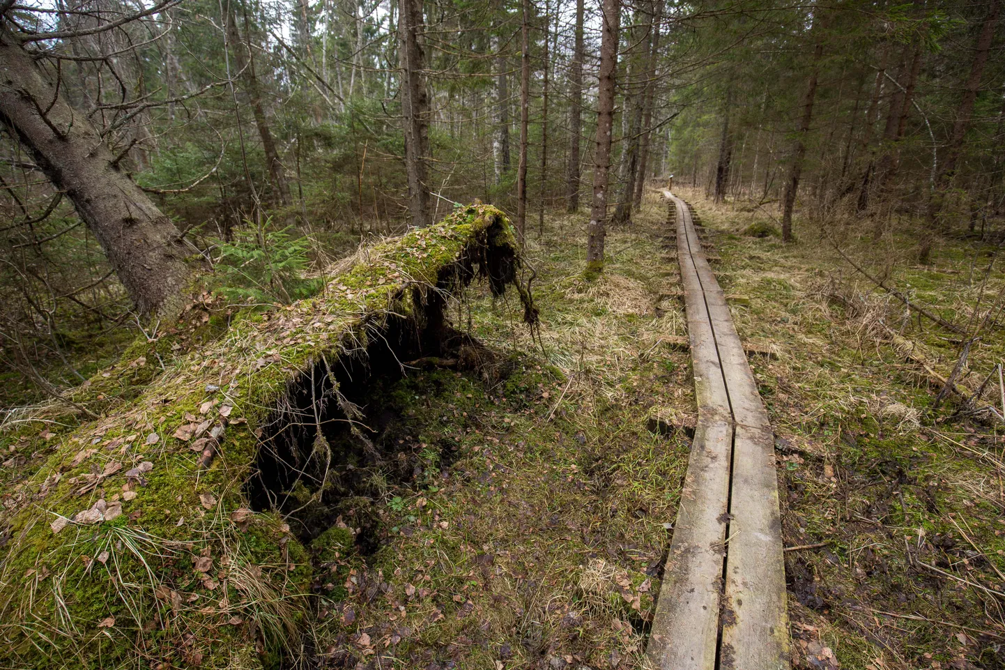 Matsimäe loodusrada.