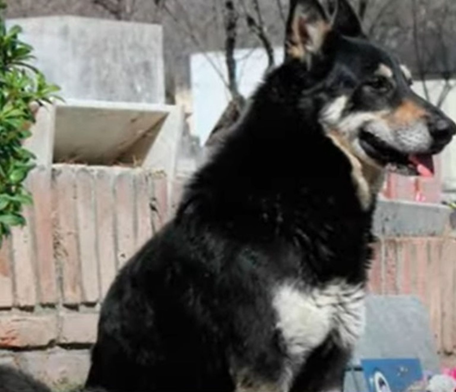 Capitani-nimeline koer käis iga päev oma surnud peremehe haual ja ka suri seal (kuvatõmmis videost)