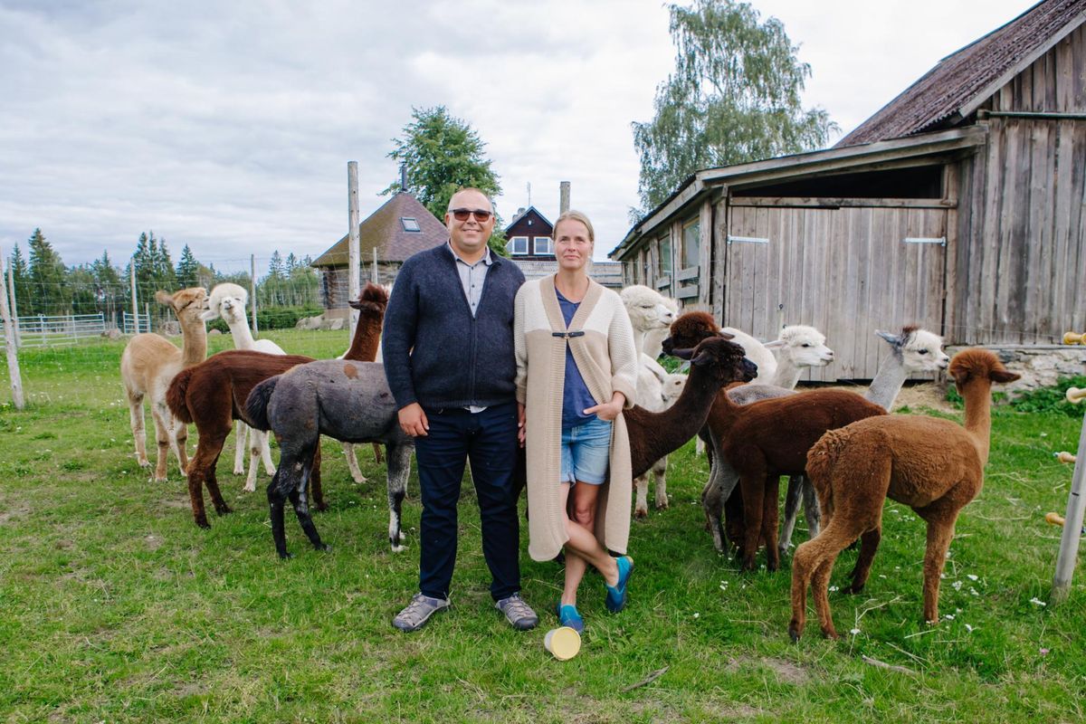 Imre Heinsaar ja Evelin Jenk kasvatavad Järvamaal 58 alpakat.