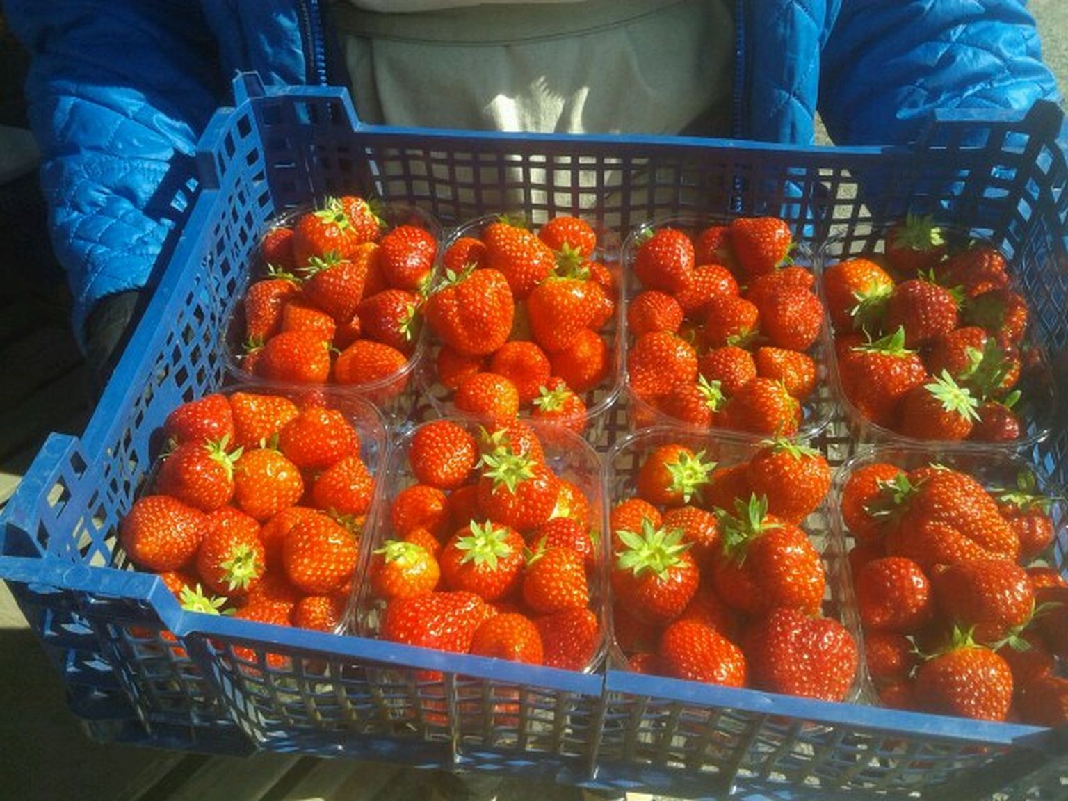 Eesti maasikad maksid Rakvere turul 16 eurot kilo.