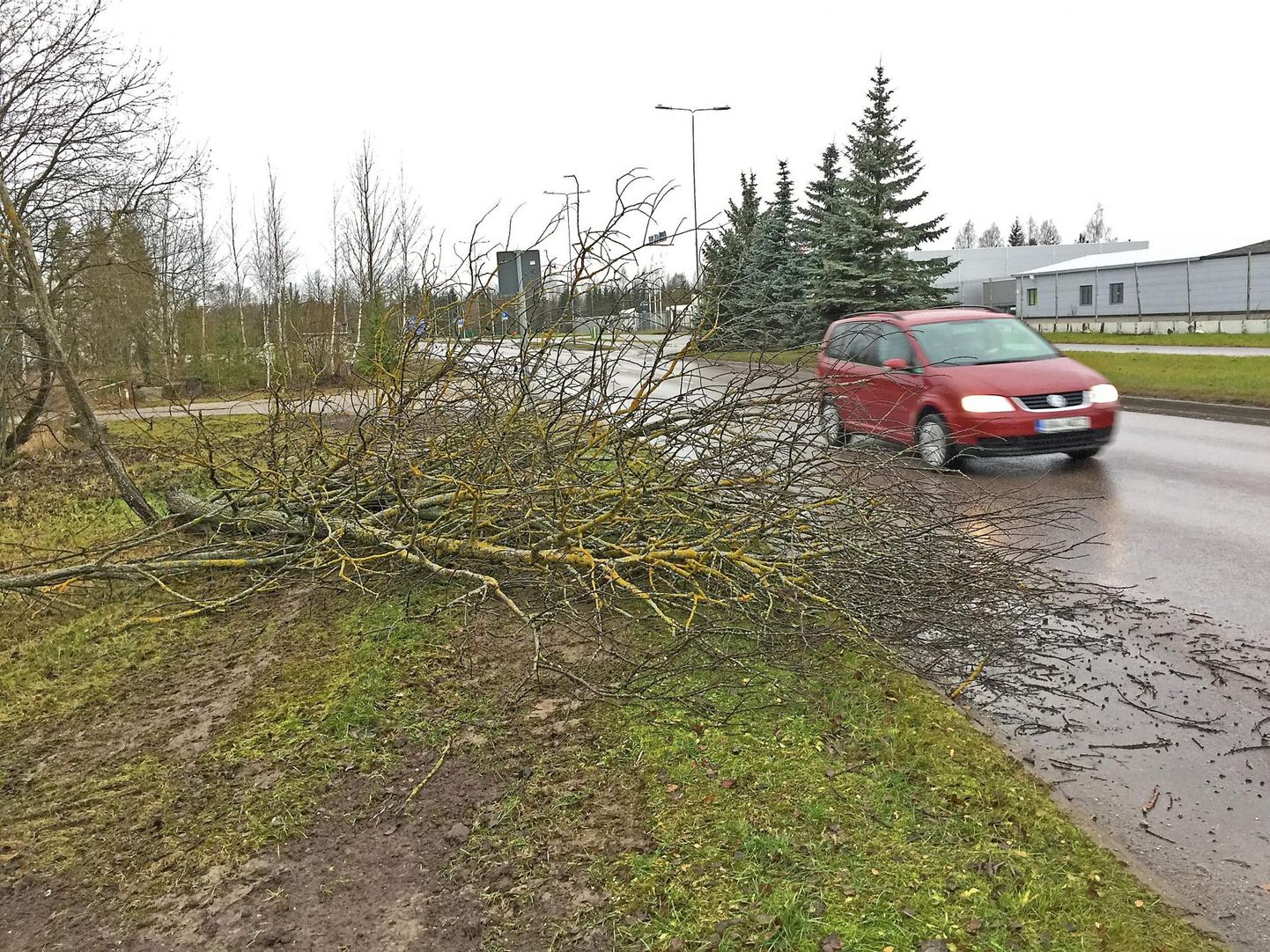 Tugeva tuule tõttu kukkus puu teele. Foto on illustratiivne.