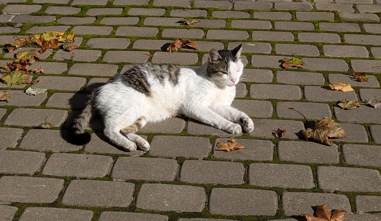 Raksta foto