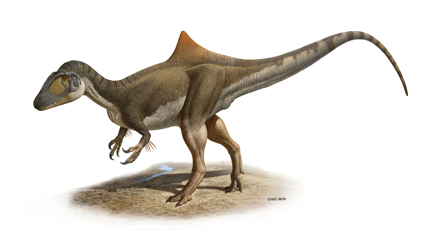Concavenator corcovatus