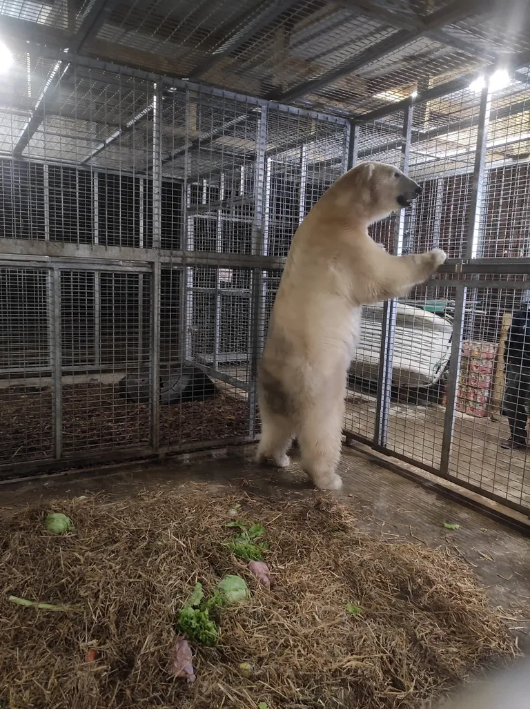 Jääkaru Aronil kulgeb kohanemine Prantsusmaal oma uues kodus hästi.