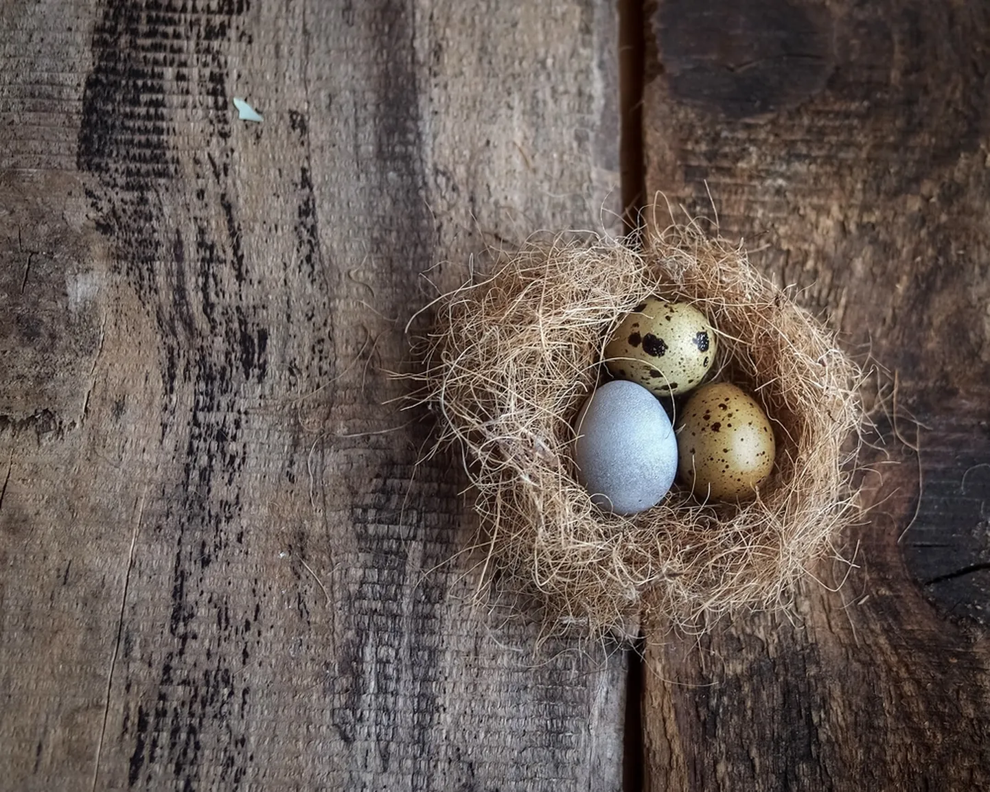 Käo munad on sama värvi ja sama suured või pisut suuremad kui nende linnuliikide munad, kelle pesasse kägu munes.
