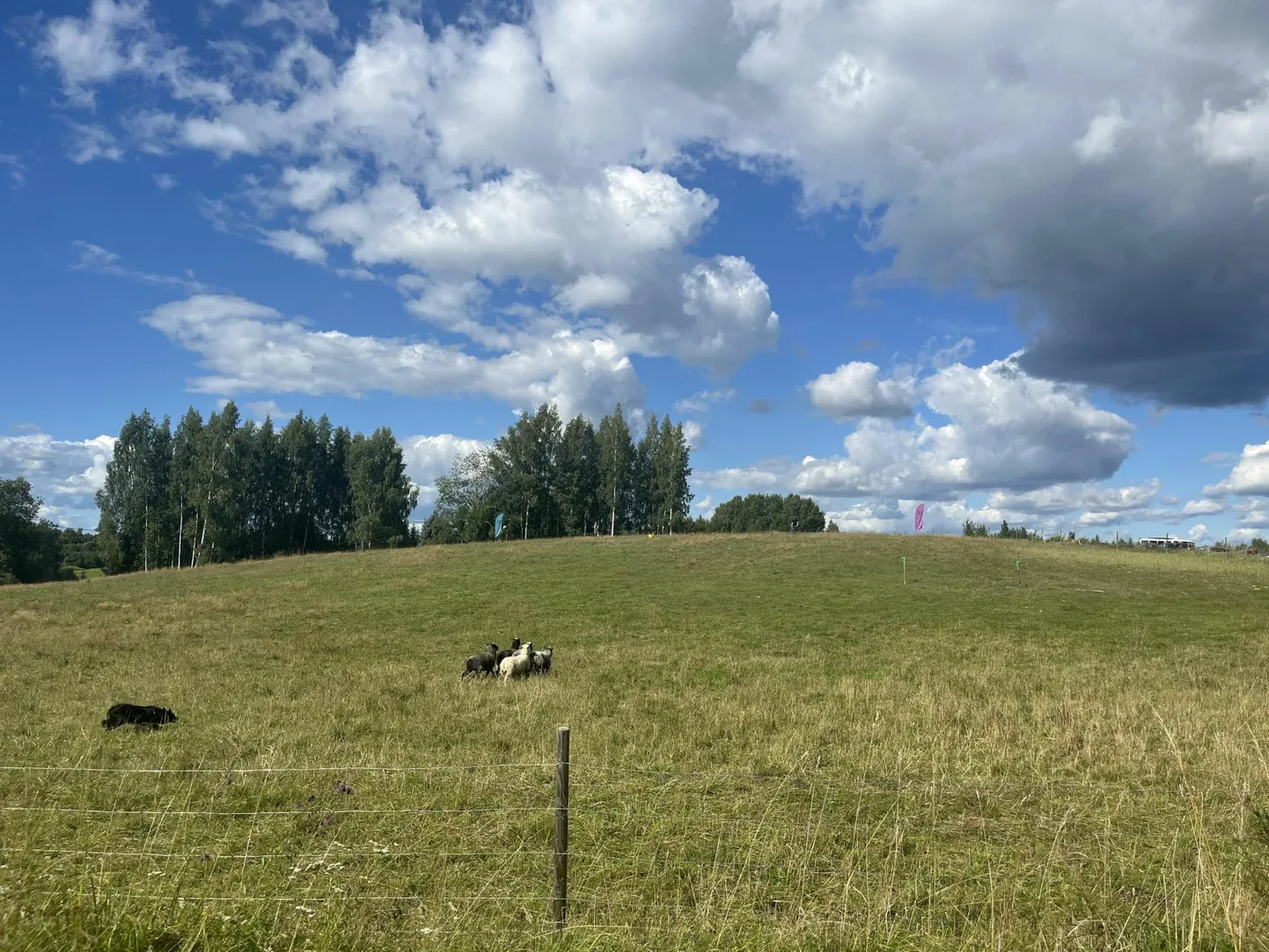 Karjakoer jälgib pingsalt lambaid keset võistlust.