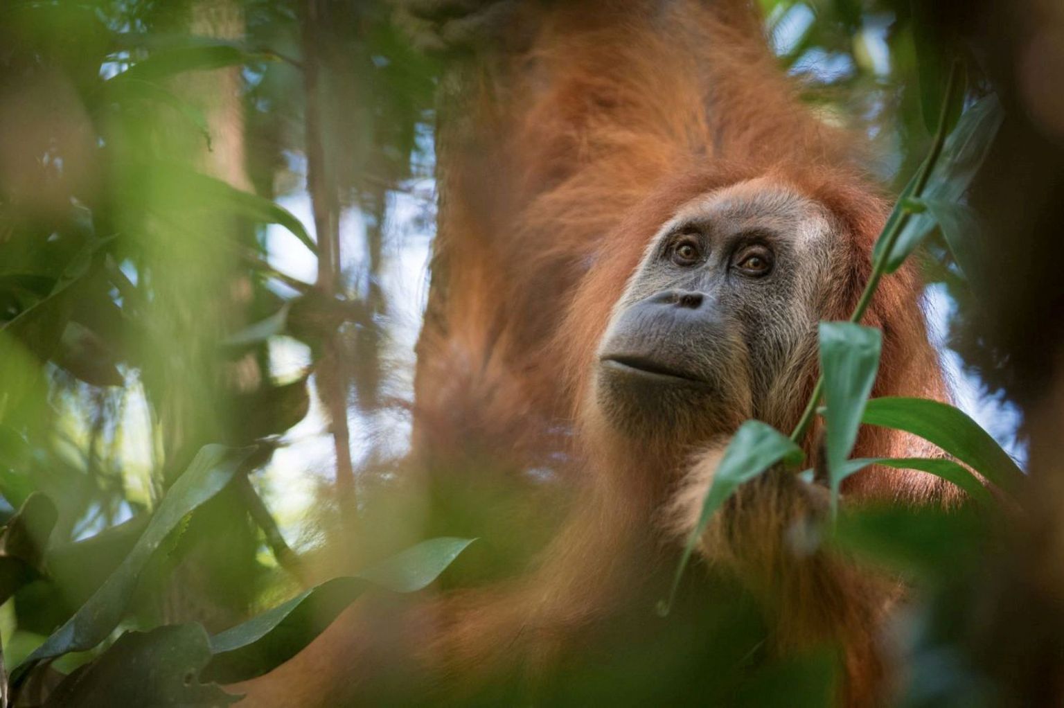 Vastavastatud tapanuli orangutan on kõige vanem orangutaniliik, aga ka kõige ohustatum inimlane.