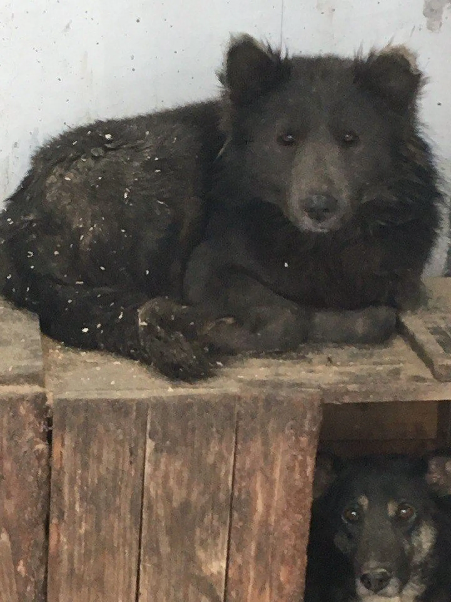 Artikli foto