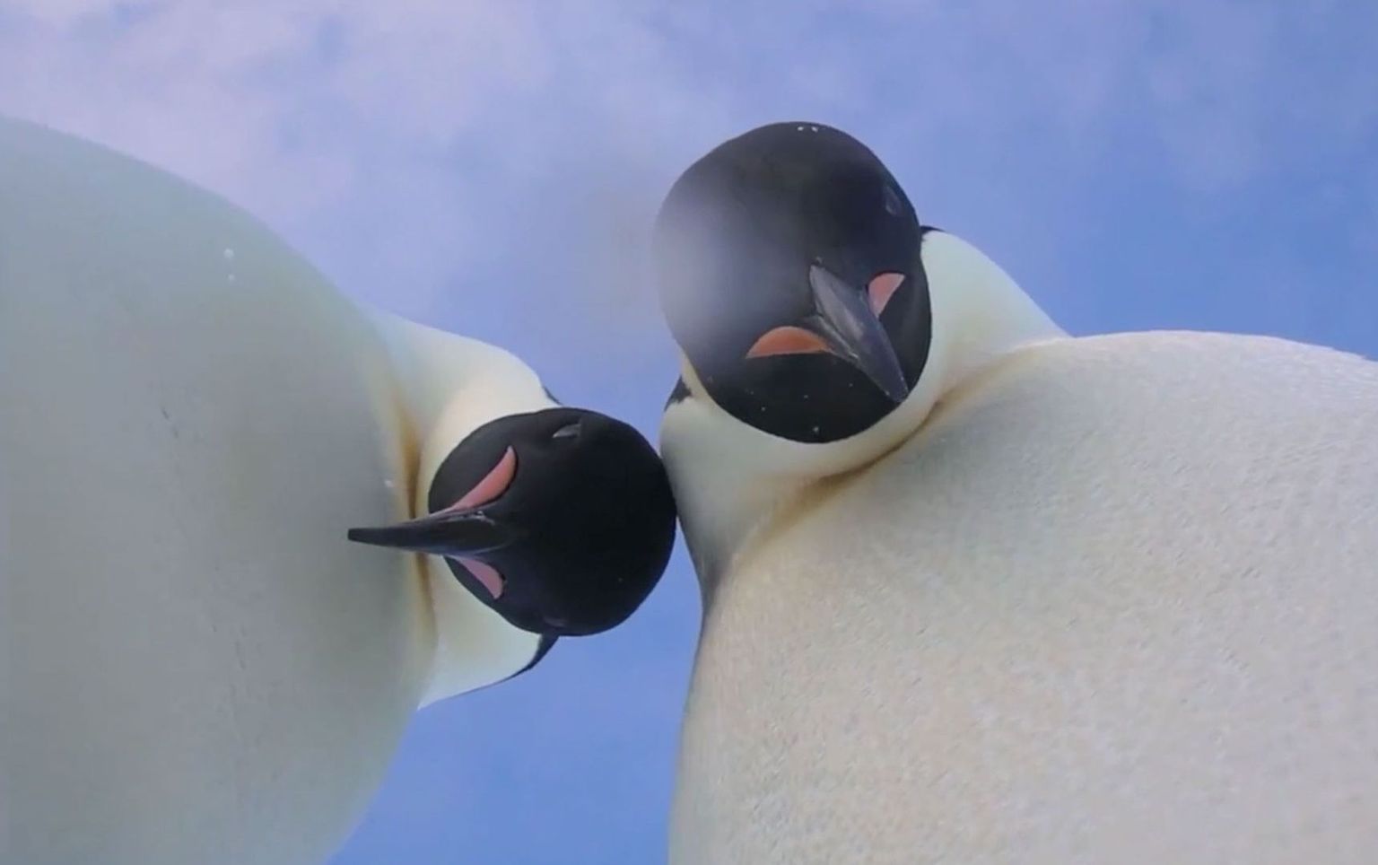 Keiserpingviinid