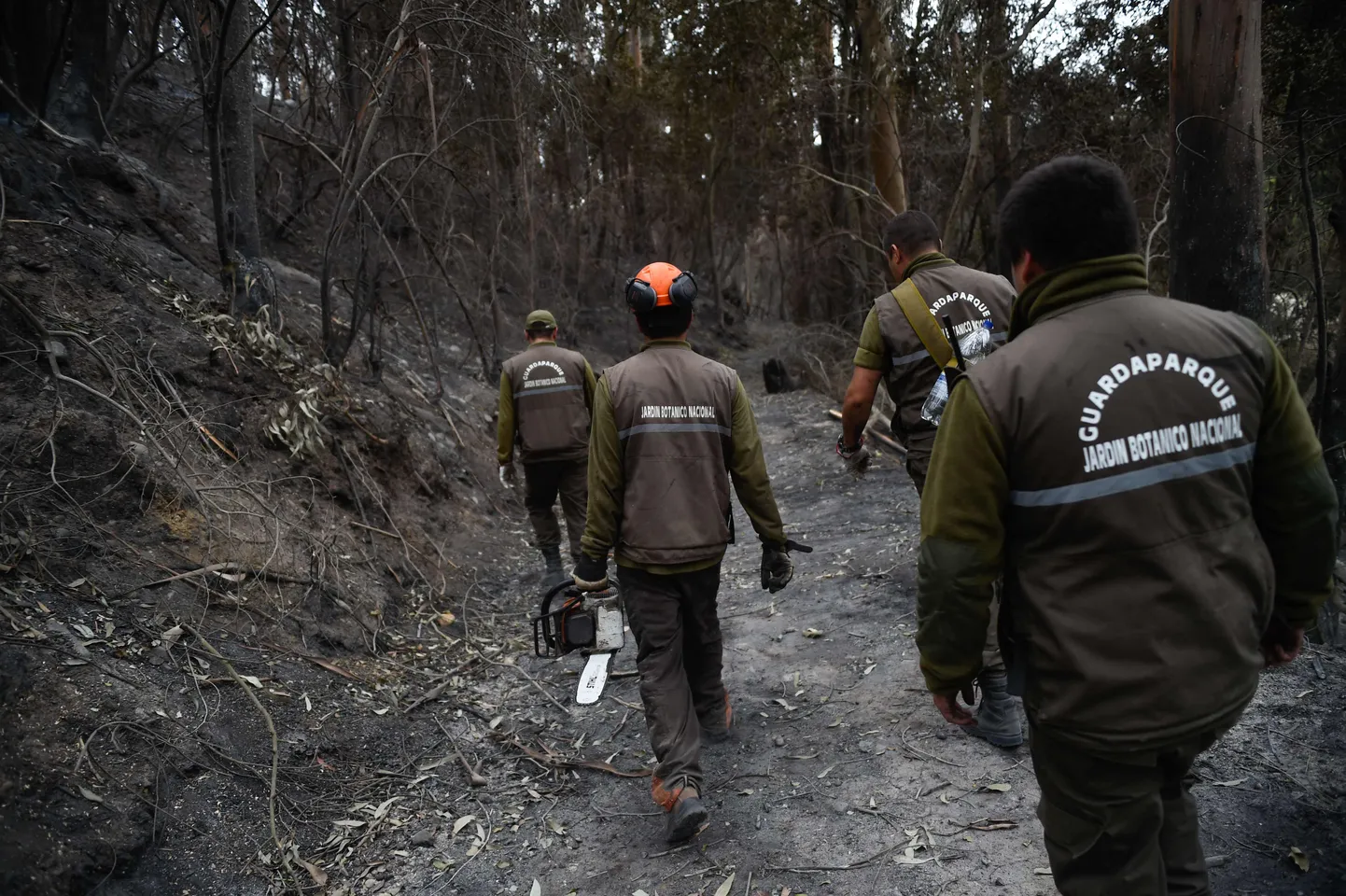 В Чили продолжает расти число погибших от лесных пожаров