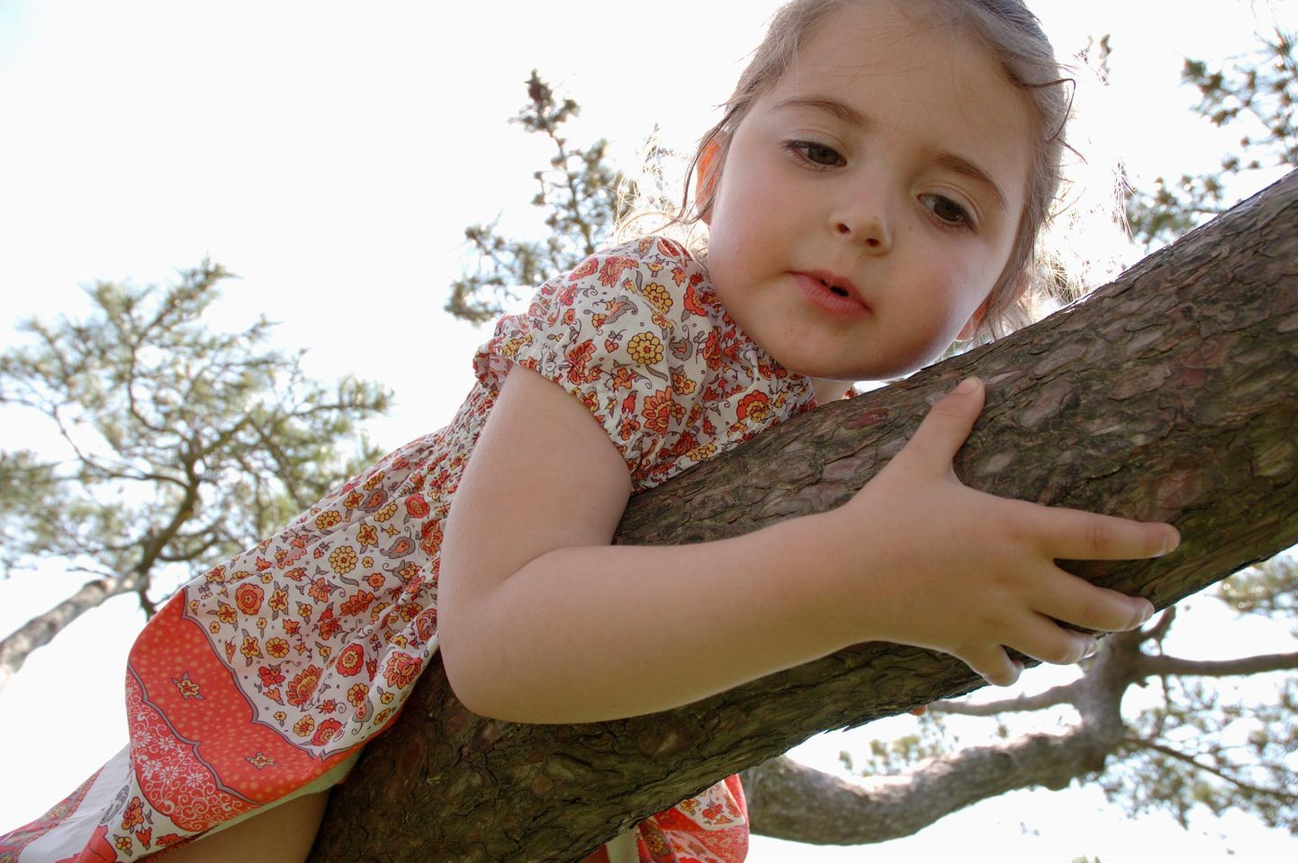 Kolmeaastane tüdruk ronib puu otsas.