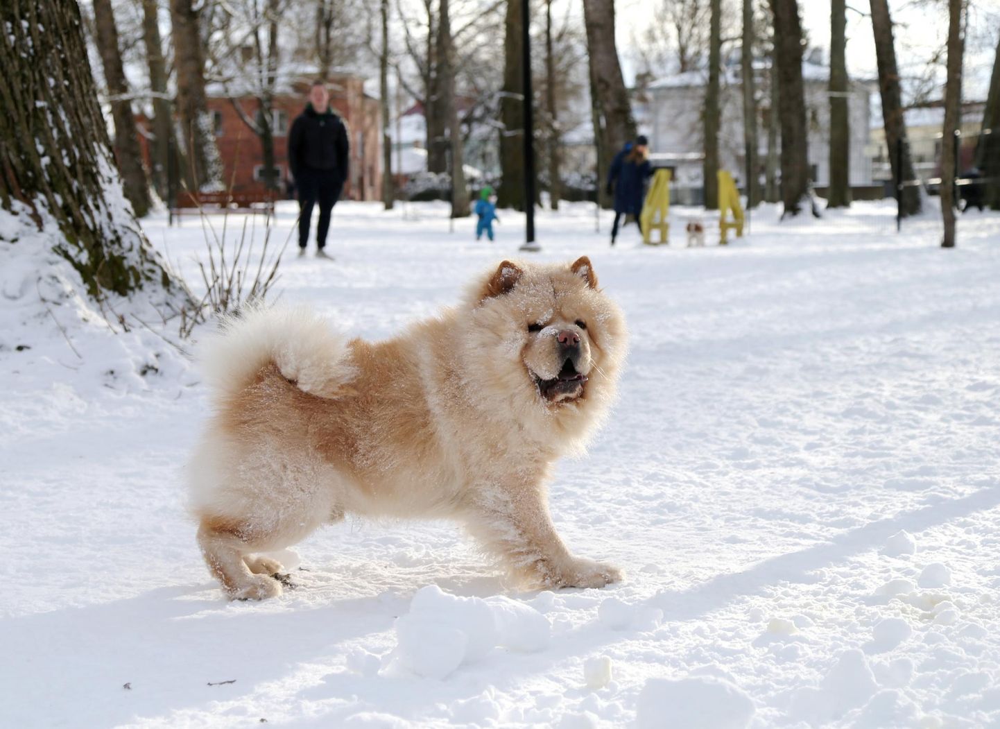 Koer mängimas Supilinnas lauluväljaku lähedal asuval Tähtvere jalutusplatsil.
