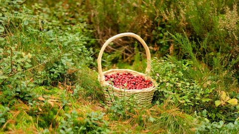 EESTI METSADE RAUDVARA! ⟩ Pisikesed punased marjad toetavad südame tööd ja kaitsevad keha viiruste eest