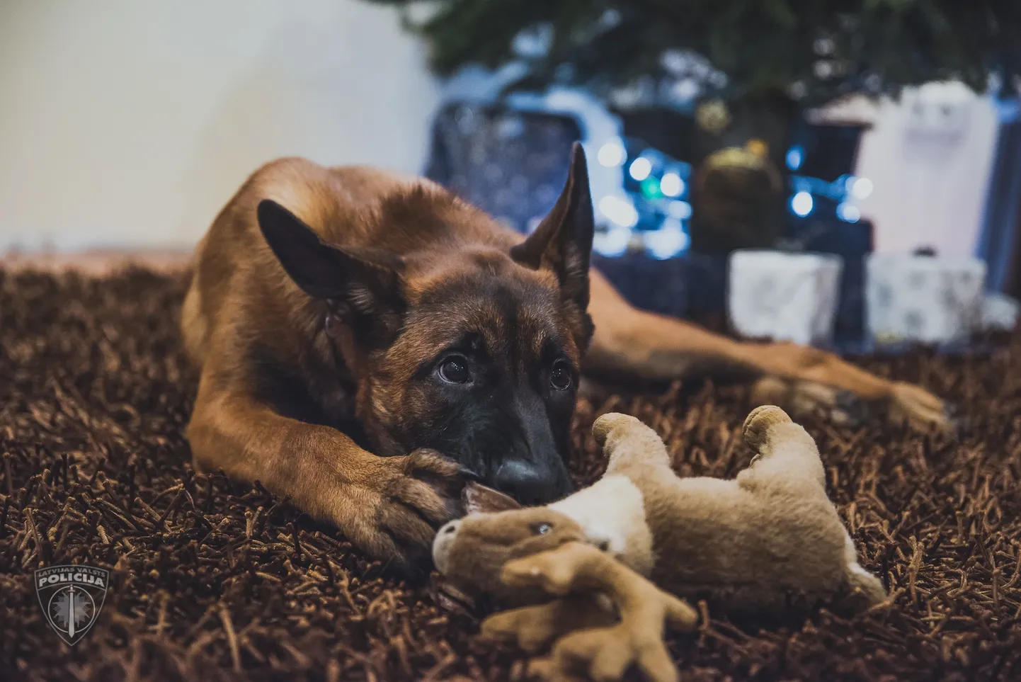 Raksta foto
