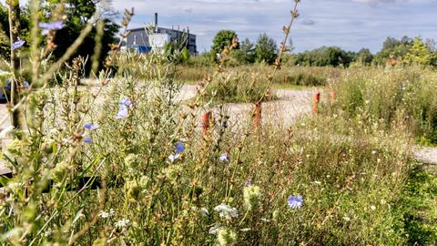 TEADUSE TERAD ⟩ Väiksem elurikkus linnas suurendab allergiate esinemist