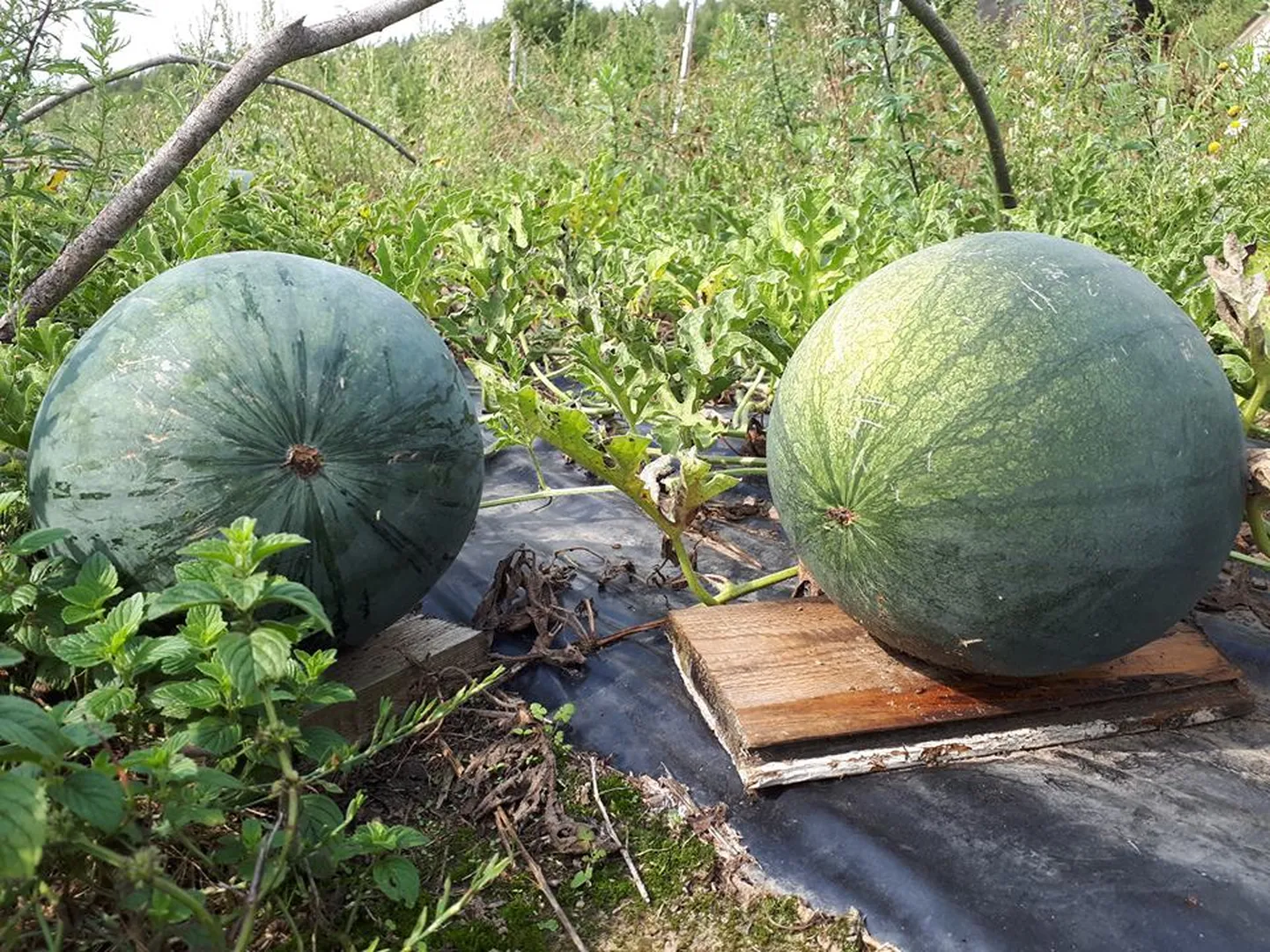 Annela Laaneotsa vanematekodus Setomaal, Mikitamäel, kasvavad kodusel põllulapil koguni arbuusid.