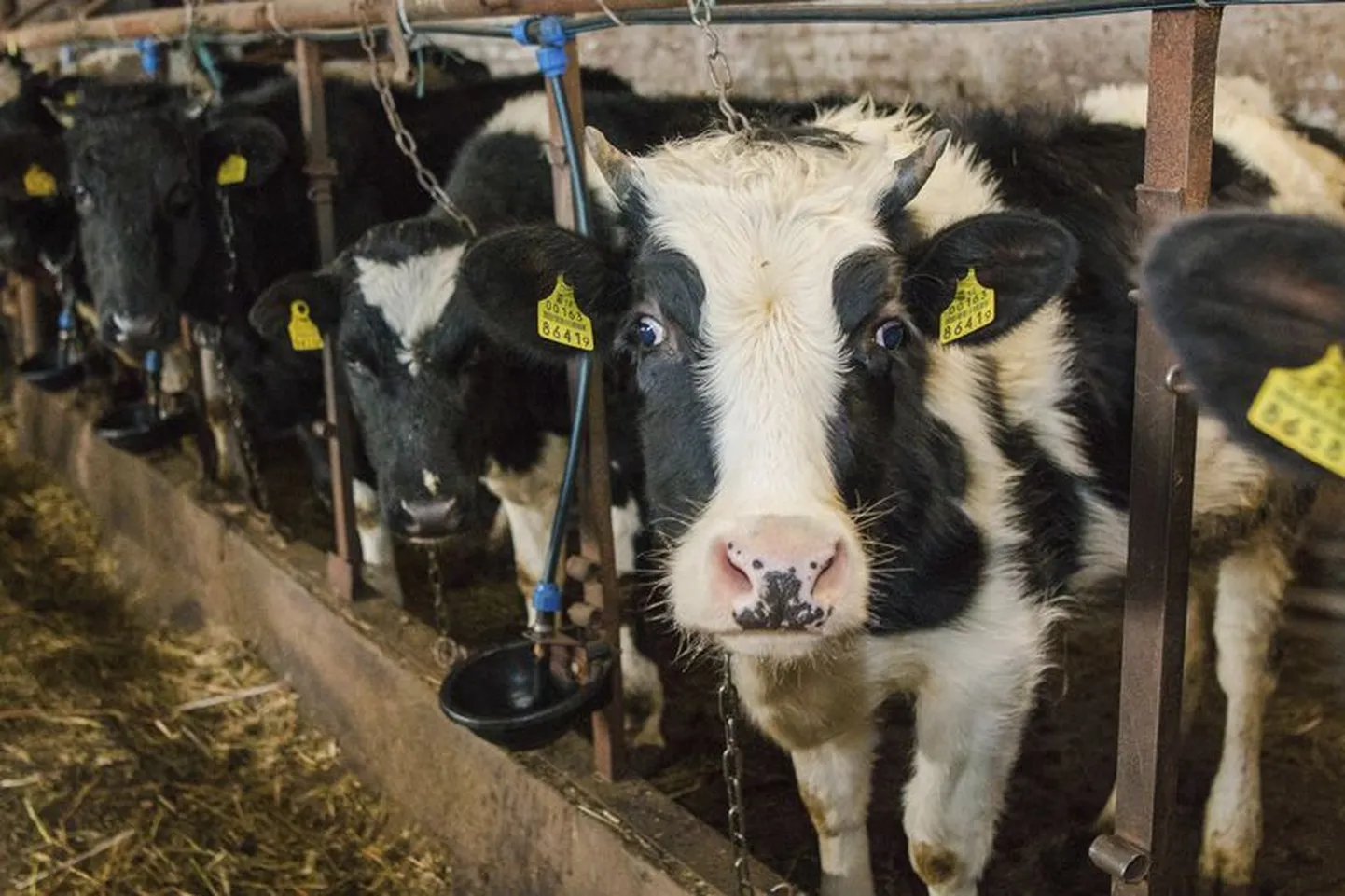 Nõudlus piimatoodete järele on viimastel kuudel maailmaturul aina tõusnud. Kuid raske majanduslik olukord sunnib mõningaid Eesti farmereid lähiajal tegevust lõpetama.