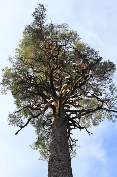 Järvseljal kasvav ligi 400 aasta vanune Kuningamänd pistab Euroopa aasta puu konkursil rinda 15 konkurendiga.