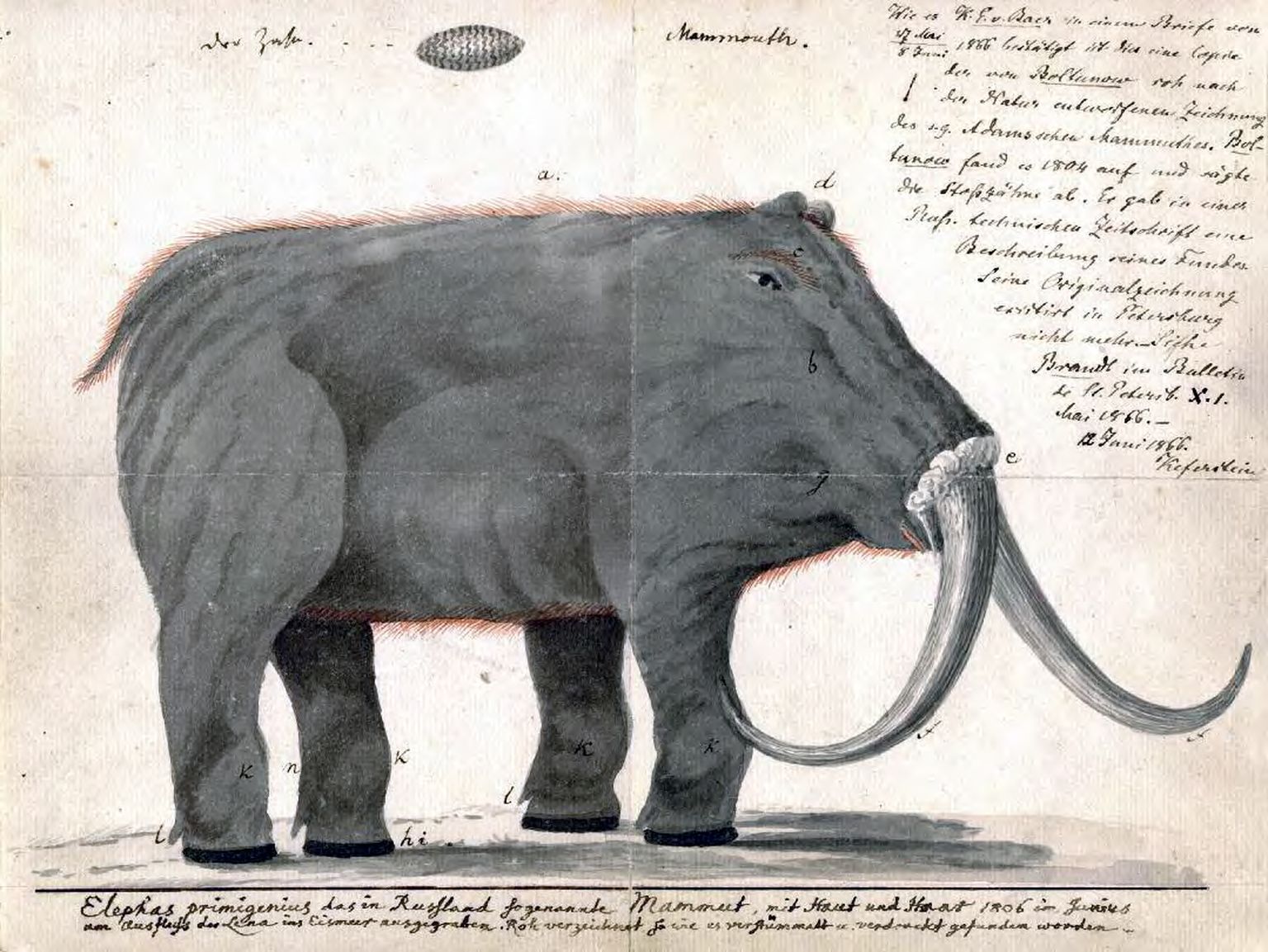 Koopia Michael Adamsi mammuti joonistusest. Originaal on kadunud, kuid 1800ndate varasest algusest pärit koopia (koos Johann Friedrich Blumenbachi käekirjaga) on säilinud.
