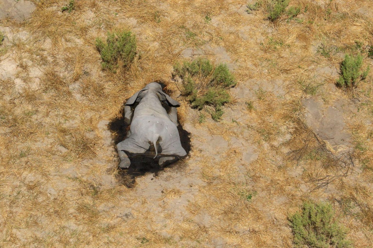 Botswanas Okavango deltas veesilma ääres surnud elevandi korjus. Piirkonnas on viimasel paaril kuul seletamatul põhjusel surnud mitusada paksunahalist. 