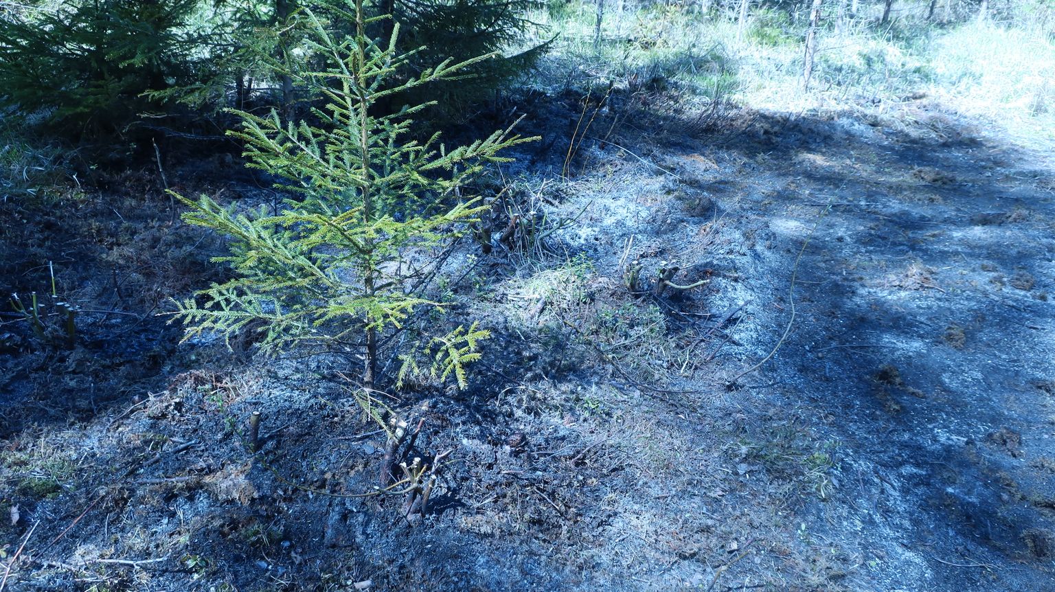 Et tuli ei leviks metsa, peavad lõkke tegemisel kindlasti käepärast olema esmased kustutusvahendid.