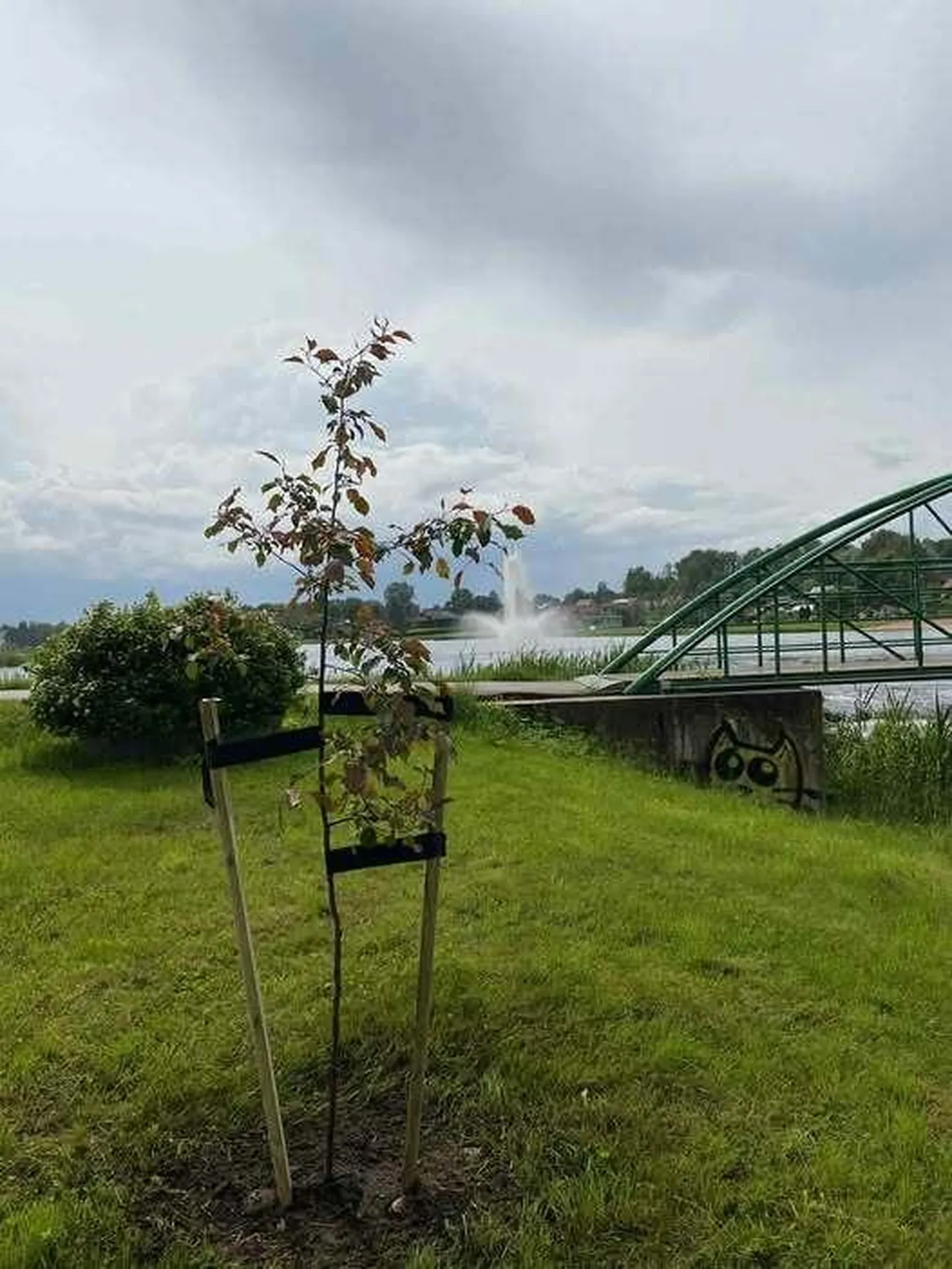 Iluõunapuu on oma õiges kohas tagasi.