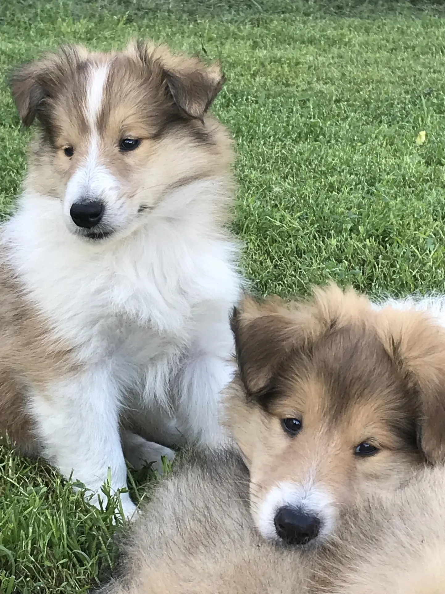 Sel aastal ilmavalgust näinud pikakarvalised collie’d. Linda Jürgensi kinnitusel on collie nii suurepärane karjavalvur kui ka perekoer.