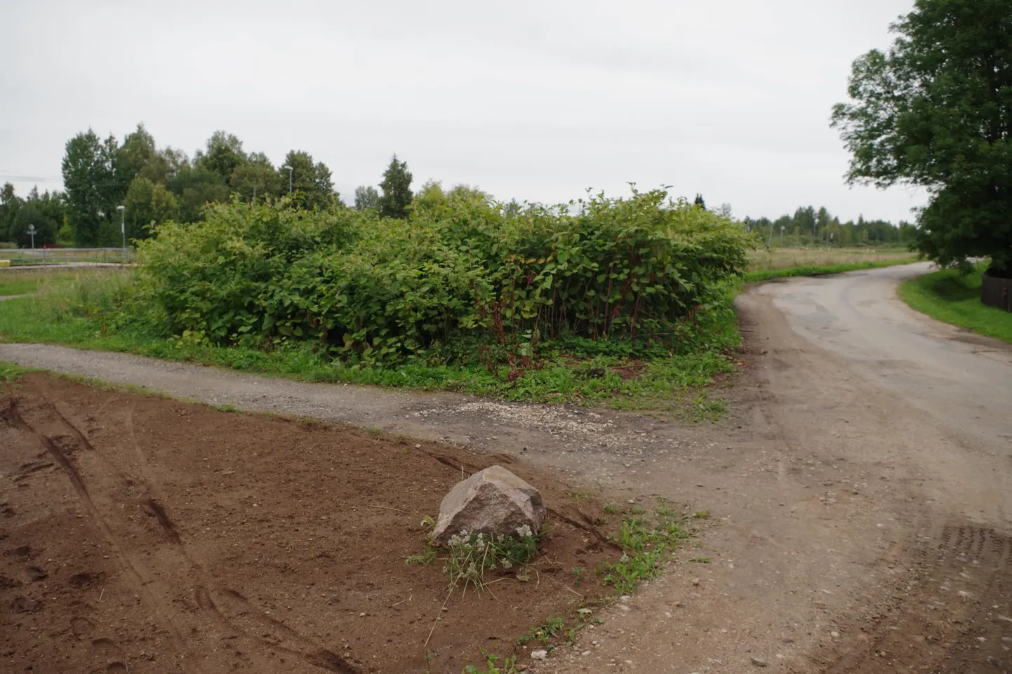 Tsirguliina raudteeületuskoha lähedal on võsa ja rohi kõrgeks kasvanud.