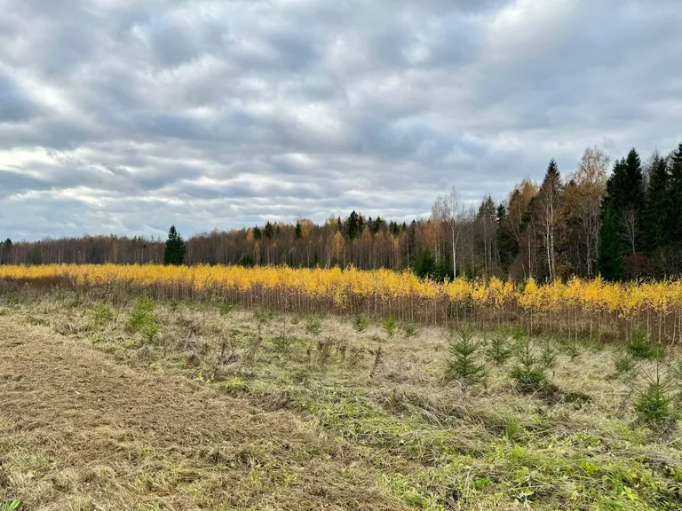 Болотная система Мурака входит в европейскую сеть «Natura 2000» и была присоединена к Национальному парку Алутагузе еще в 2018 году.