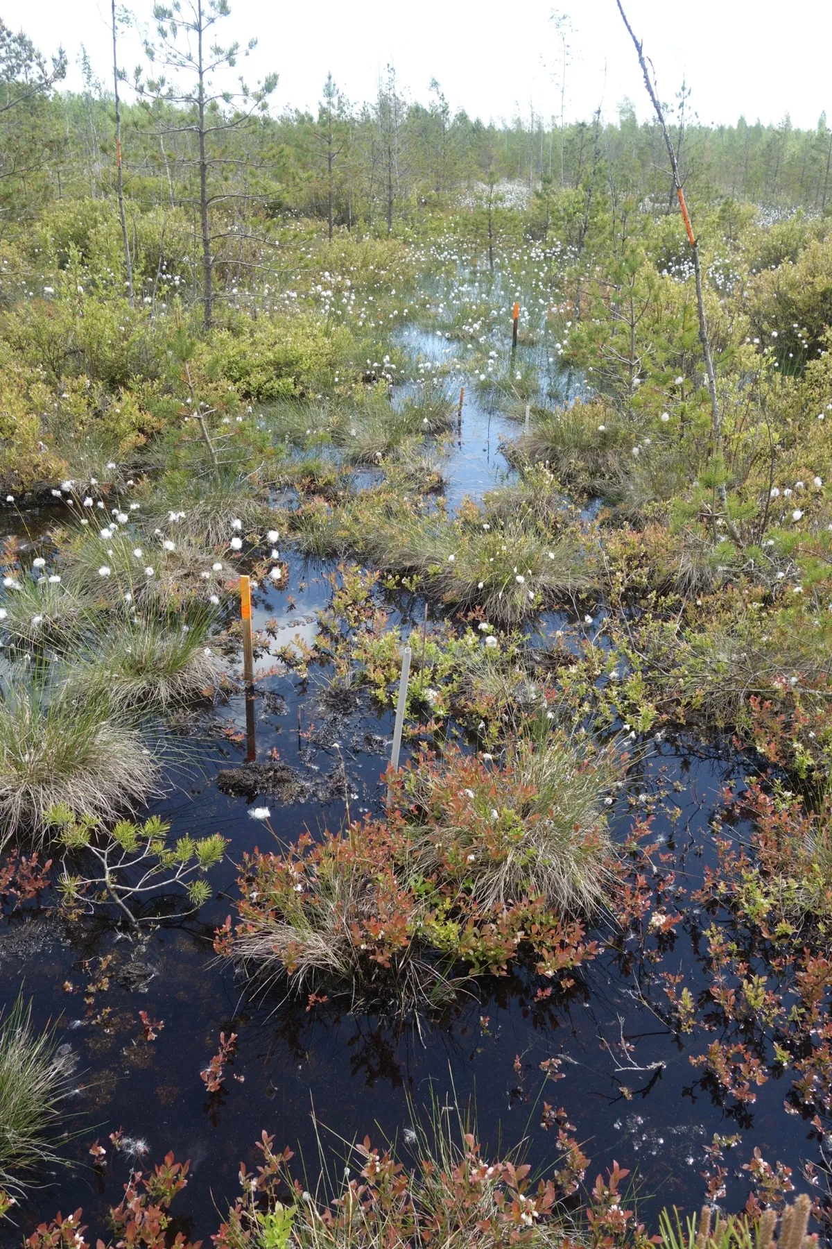 Kõrsa soos saab proovida teadlase ametit