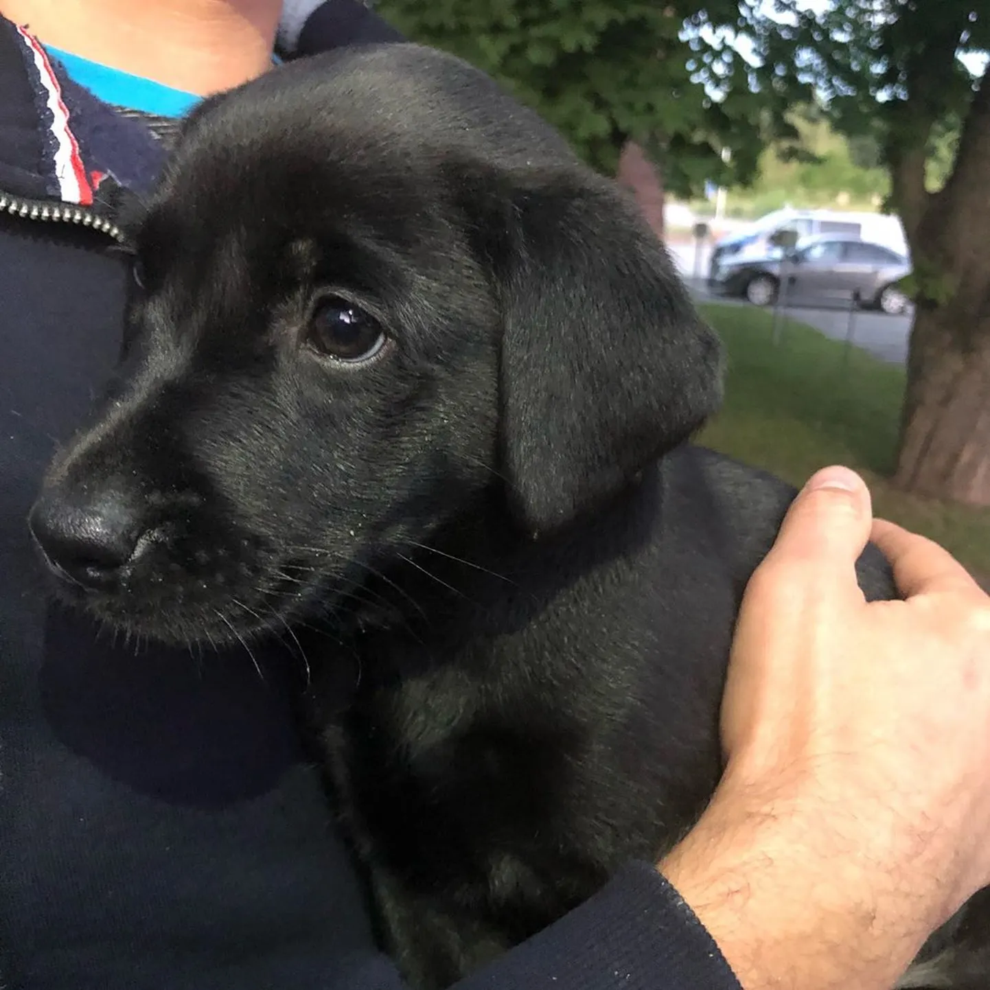 Süsimust labrador-retriiveri kutsikas.