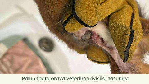 Hätta sattunud orava elu ei õnnestunud päästa