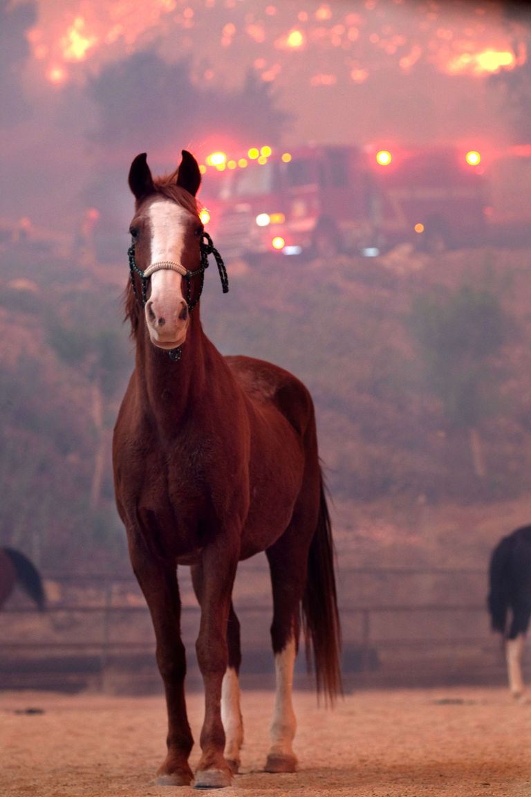 Päästmist ootav hobune California põlengualal