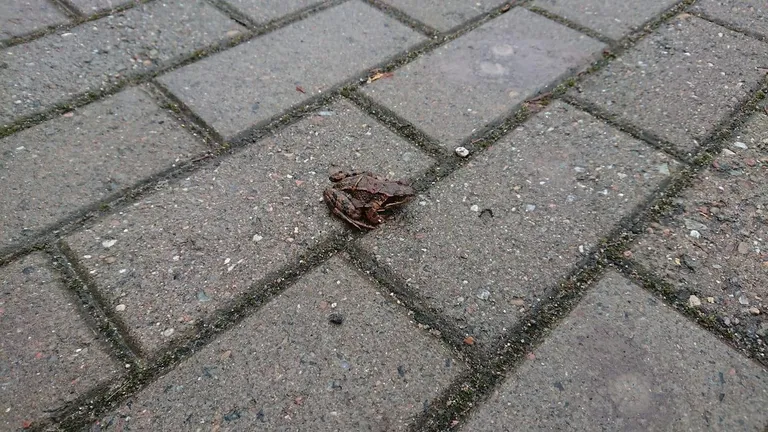 See konn jäi kaamerasilma ette eelmise aasta viimasel päeval Jõgevamaal Kuremaa ujula ees. Heasüdamlik inimene tõstis konna külma kivi pealt murule.