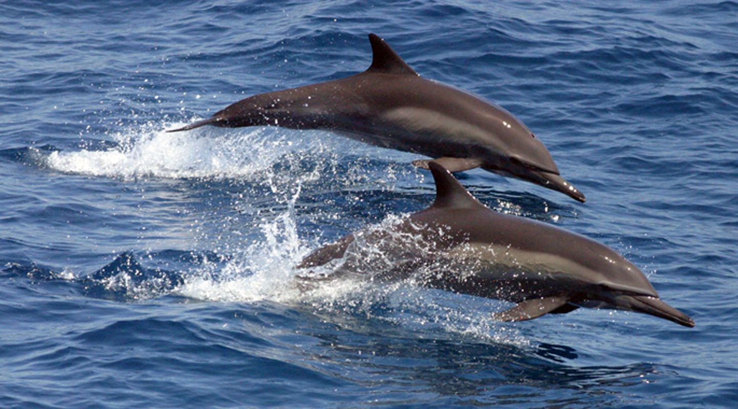 Delfiinid.