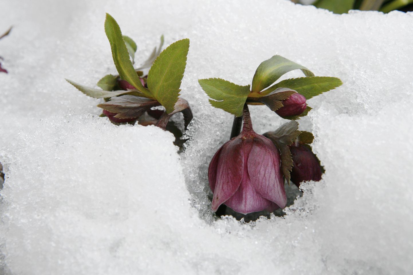 Selline see Eesti kevad on: lilled lume süles.