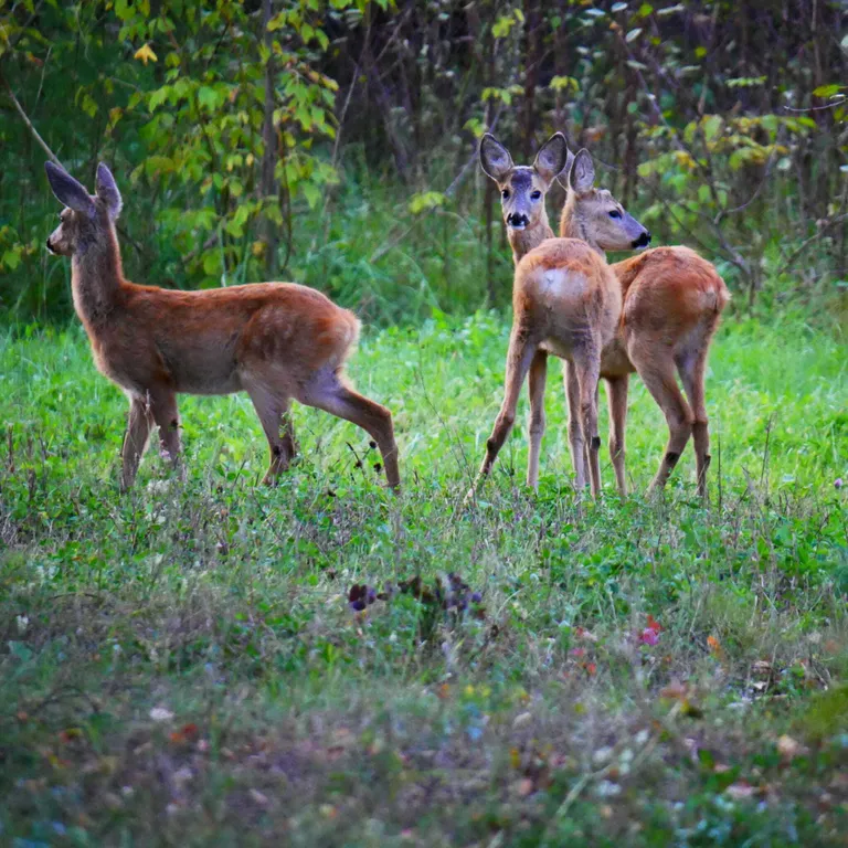 Kunda päästekomando meeskonnavanem Mait Penjam sai oma asju ajavatest kitsedest imelised fotod.