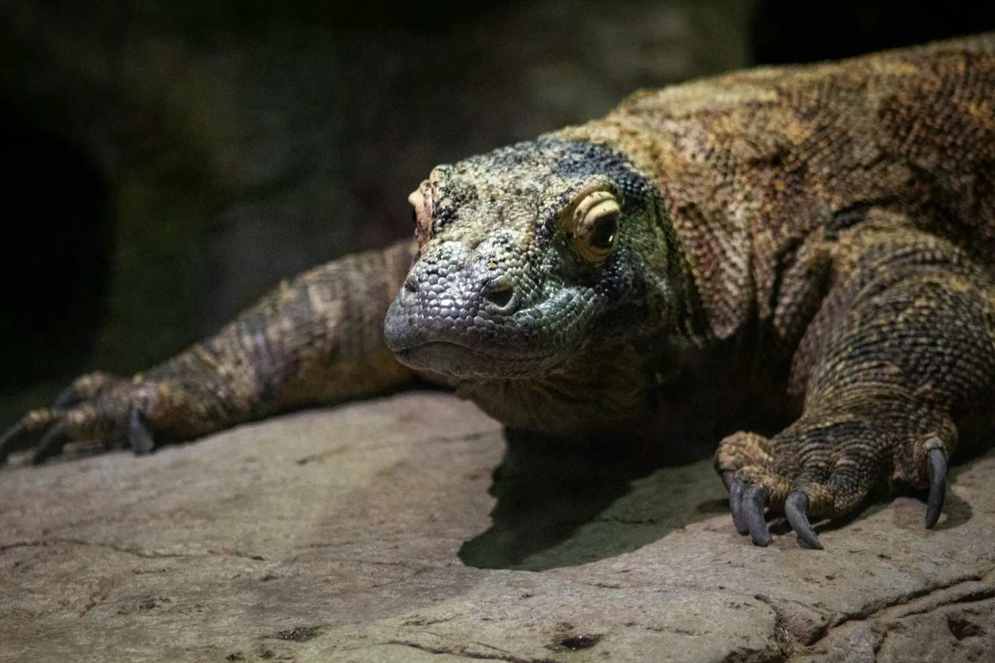 Kõva raudkate muudab Komodo varaanide sakilised hambad veelgi karmimaks.