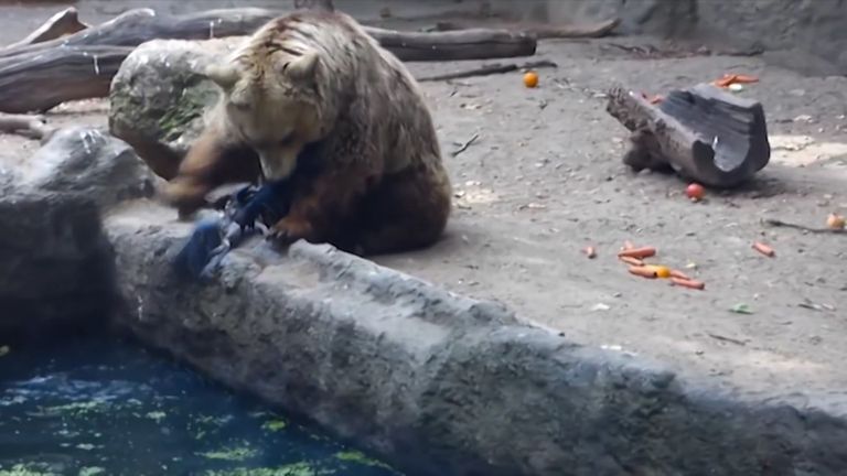 Karu päästis basseini kukkunud varese. Foto: