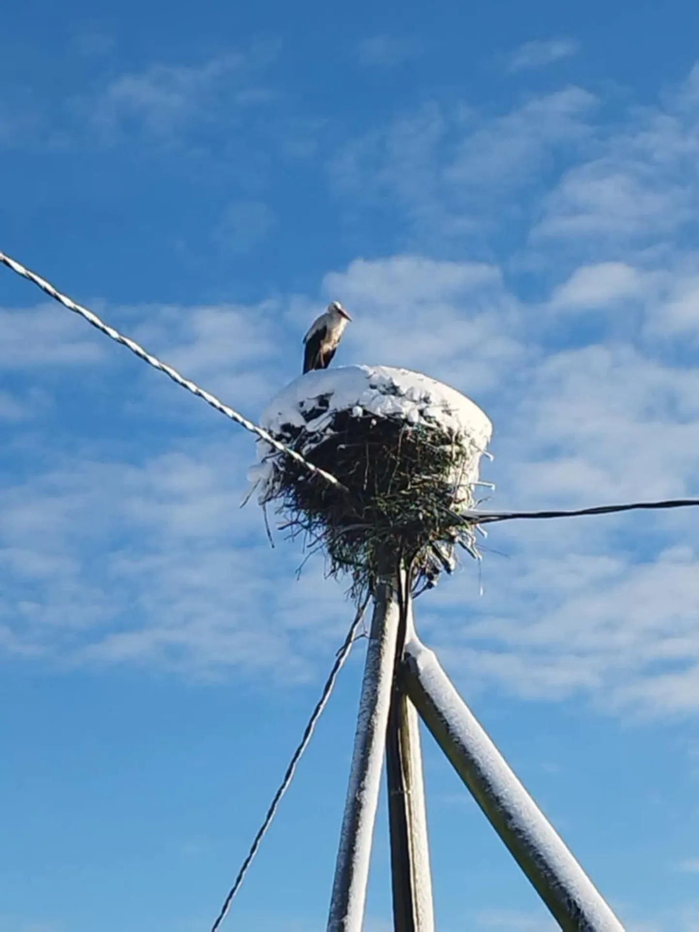 Jändja valge-toonekurg ei andnud end pikka aega kätte, vaid lendas inimesi märgates kohe pesale.