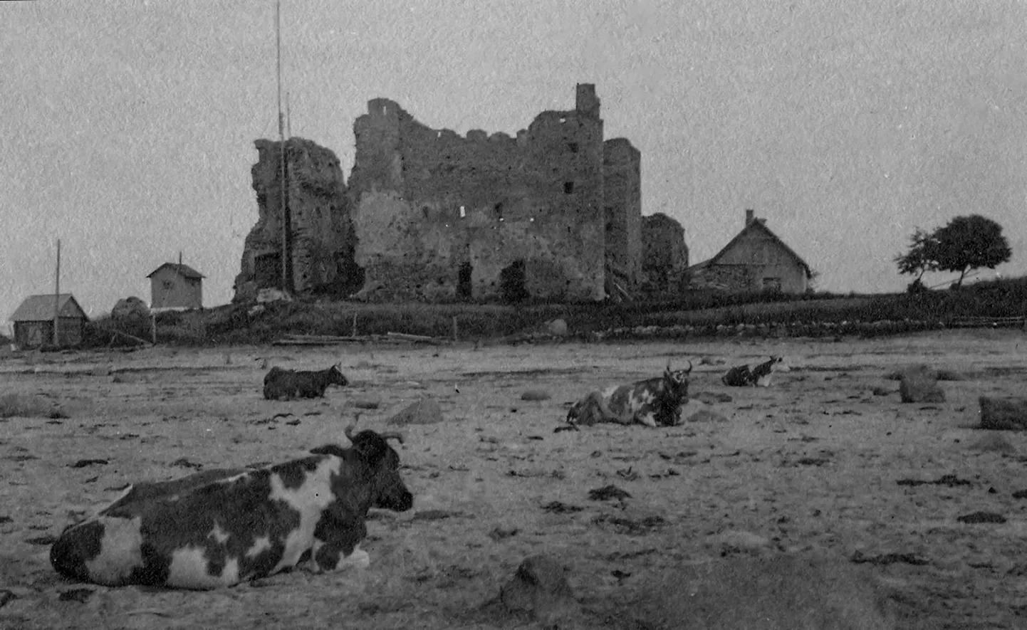 Lehmad peesitavad Toolse ordulinnuse ees nagu supelsaksad. On 1930ndad.