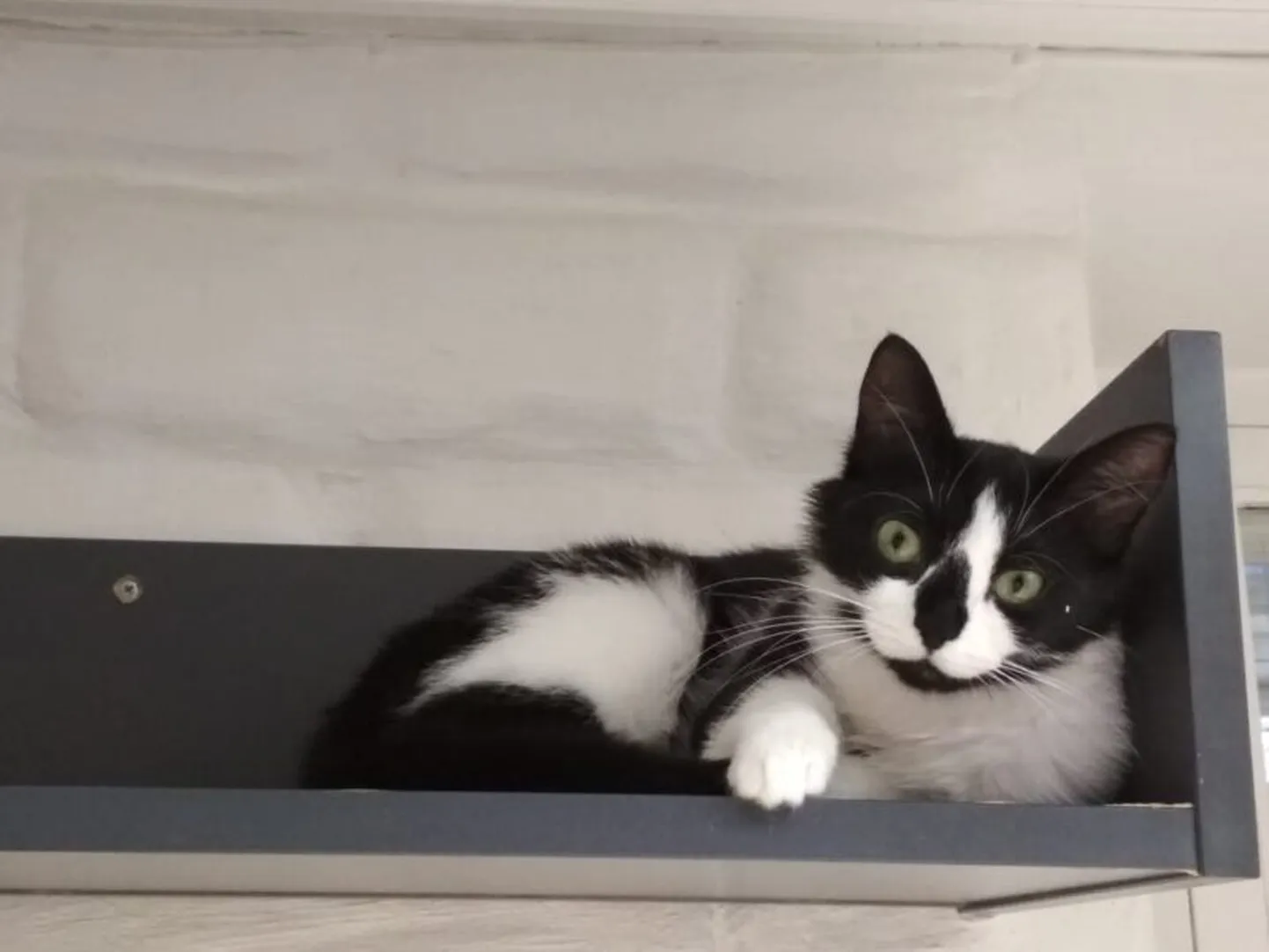 Leila