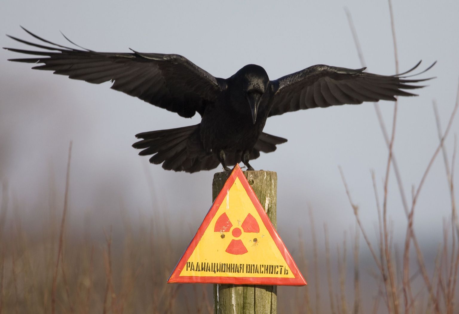 Radiatsiooni eest hoiatav märk Tšernobõli tuumajaama ümbritsevas tsoonis.