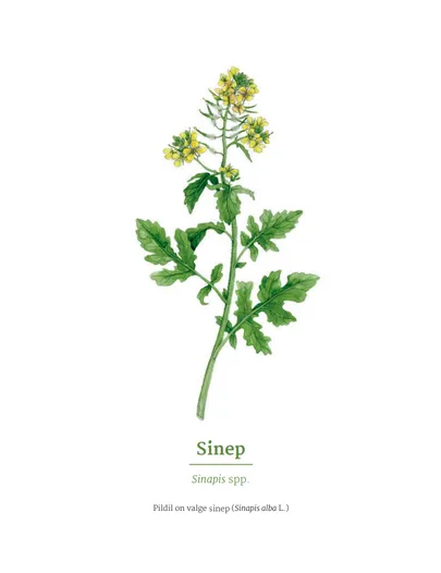 Sinep.