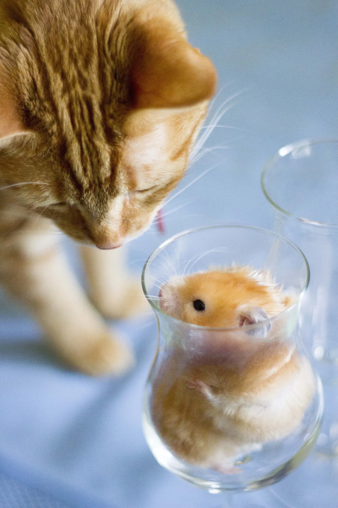 Pudelis hamster.