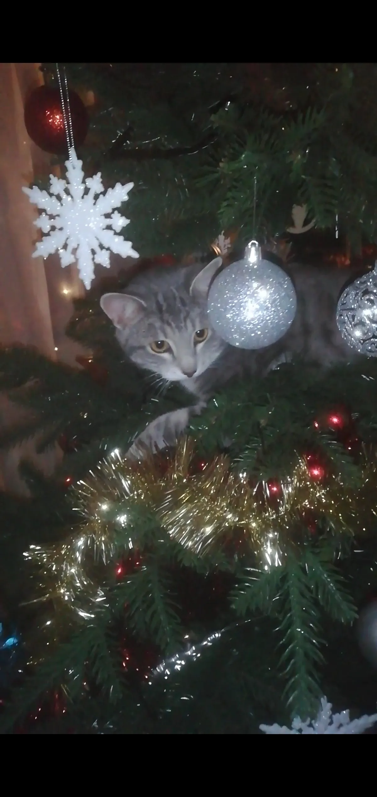 Miilo