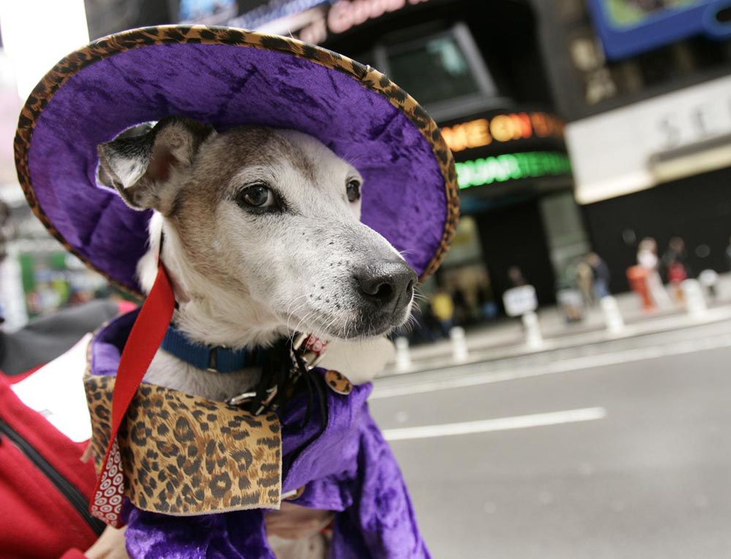 Sutenööriks kehastunud koer Merv promob New Yorgis korraldatud koerte maskeraadil programmi «Adopteeri lemmikloom.»