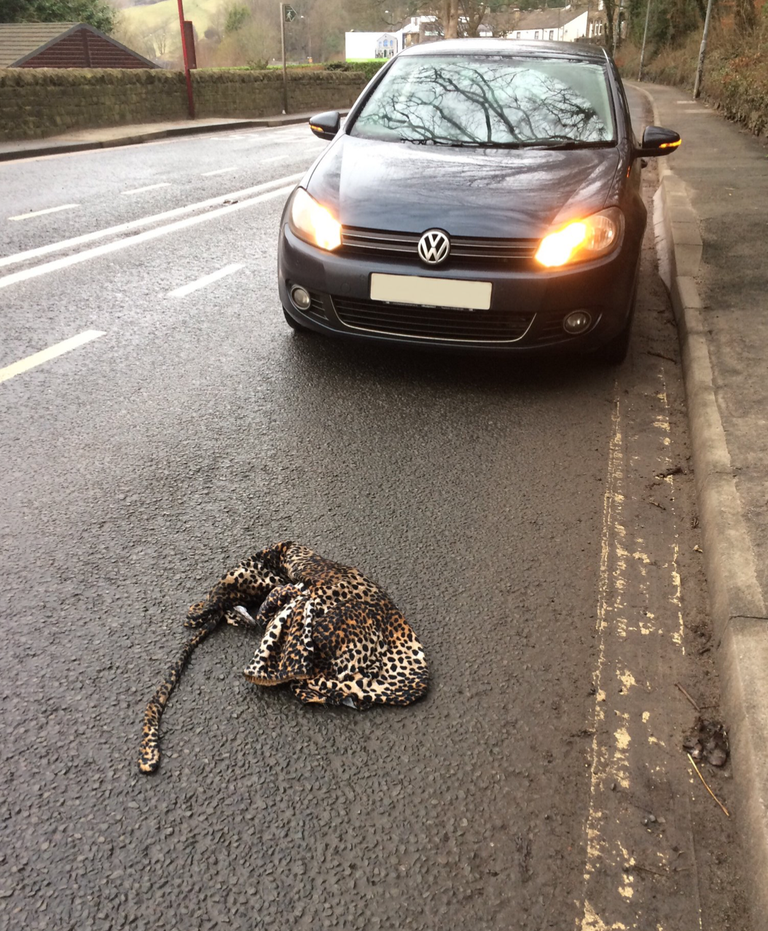 Бен Лилли думал, что собирается спасти леопарда, но на дороге лежал чей-то костюм.