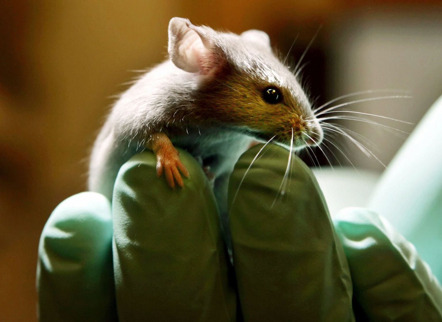 Teadlased on avastanud hiirte ultraheli tootmise mehhanismi, mis teeb nad oma keerukusega loomariigis ainulaadseks.